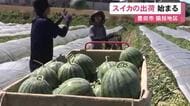 春の暖かさで大きく…愛知県豊田市で特産のスイカの収穫 猿投地区で7軒の農家が栽培し約300トンを出荷へ