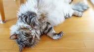 暑い夏、猫は毛刈りしてあげた方がいいの？対策を間違うと感染症リスクも…猫が喜ぶ正しいお手入れ方法を解説