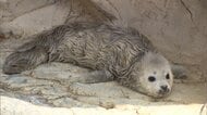 「かわいい」「毛がふわふわ」ゴマフアザラシの赤ちゃん誕生　“白い天使”は期間限定…生後2週間でゴマ模様に　大分市