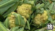 「みんな腐る」野菜を大量廃棄　稲が雨水につかり最大2000万円の被害も　異例の長雨が「実りの秋」直撃