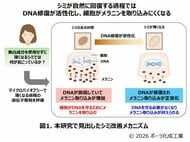 ポーラ化成工業、世界的に権威ある化粧品技術者学会にて発表　シミが自然に薄くなるメカニズムを解明