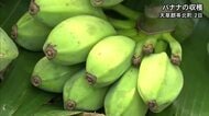 苓北町で『島バナナ』の収穫【熊本】