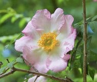 「幻のバラ」サンショウバラの香りを科学的に解明　～花を傷つけず、自然な香りを再現～