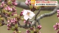日和山公園でソメイヨシノ開花宣言　2015年以降で最も早い開花・満開は5日ごろ　山形・酒田市