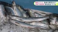 「幻の魚」ニシンが北海道に復活_今春も道南で続々水揚げ！物価高のなか食卓の救世主になるか…小骨が多くて食べづらい？プロの技で骨も気にせず美味しく食べられるコツも伝授