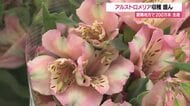 人気のアルストロメリア収穫盛ん　鮮やかなピンク・白の卒業式・お彼岸などで重宝される花　山形・置賜地域