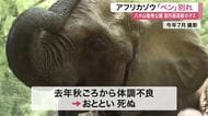 「天国でもたくさん食べて」人気ゾウ「ベン」死ぬ　八木山動物公園の国内最高齢アフリカゾウオス36歳