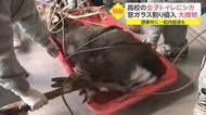 高校の女子トイレに野生のシカが立てこもり 「角にロープかけて…」捕獲には練り上げられた作戦が