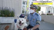 レジ打ち犬が今度は警察官?話題の秋田犬が交通安全を呼び掛け 秋田・小坂町