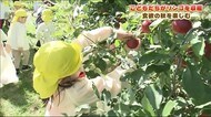 子どもたちがリンゴの収穫 授粉作業からお手伝い よりおいしい食欲の秋に<福島県会津若松市>
