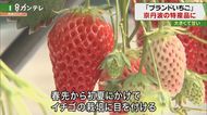 建設関連の会社が…『イチゴ栽培』に挑戦 京丹波町の新たな特産品に