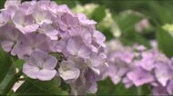 2キロに約4000本 「花の名所を…」住民が作る『あじさい小径』見ごろ《福島県伊達市月舘町》