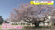 ひっそり“サクラ満開”東六番丁小学校〈仙台市〉