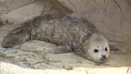 「かわいい」「毛がふわふわ」ゴマフアザラシの赤ちゃん誕生　“白い天使”は期間限定…生後2週間でゴマ模様に　大分市