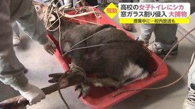 高校の女子トイレに野生のシカが立てこもり 「角にロープかけて…」捕獲には練り上げられた作戦が