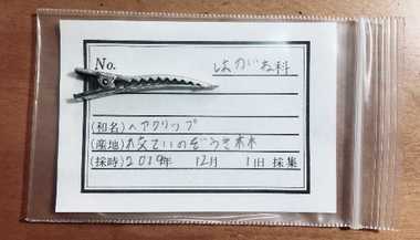 ヘアクリップは「はがね科」…7歳少女が“拾った宝物”を分類した斜め上の“標本”がステキ