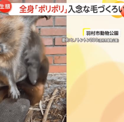 全身ポリポリ…ビーバーが入念な毛づくろいで防寒対策？　飼育員「油を毛につけて撥水」　東京・羽村市動物公園「ヒノトントンZOO」