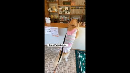 受付から尻尾をフリフリ!診察台にはジャンプ! 病院で大はしゃぎのゴールデンレトリバーが可愛い…理由を飼い主に聞いた
