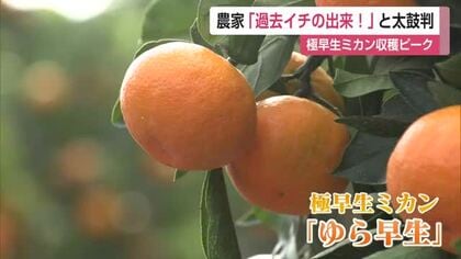 「今までで一番」夏の干ばつで甘さ抜群！　鹿島市で露地ミカンの収穫最盛期【佐賀県】