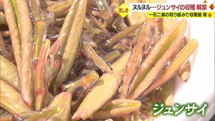 ぷるぷる・つるつるの天然「ジュンサイ」で楽しむ“初夏の味覚”　一石二鳥な“収穫体験”で沼再生【山形発】