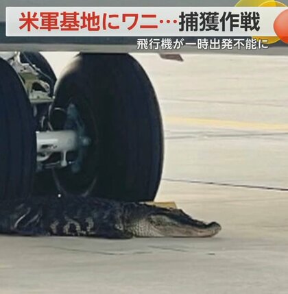 米軍基地でワニ捕獲作戦　車輪の近くにピッタリ…“恋人求め“迷い込んだ？　米・フロリダ州