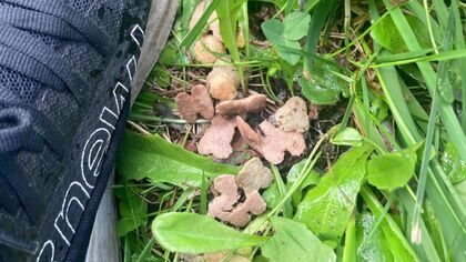 公園に置かれた不審な“ペットフードとパン” 食べたイヌは下痢と嘔吐… 背景にペット巡るトラブルか【北海道発】