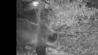 【ヒグマ出没】老人ホームの裏に約3時間居座る「外で遊んだらだめだよって」近くの小学校では保護者が送り迎え―市街地で相次ぐ出没 未明から徘徊続ける姿がカメラに＜北海道札幌市＞