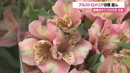 人気のアルストロメリア収穫盛ん　鮮やかなピンク・白の卒業式・お彼岸などで重宝される花　山形・置賜地域