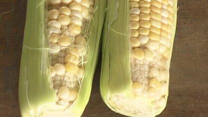 「1時間でも降ってほしい」水不足でトウモロコシが「歯抜け状態」に…ナスビ・キュウリ等の夏野菜に水が不足　松江市