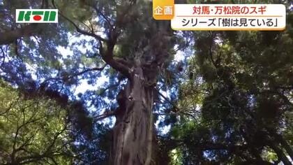 幹や葉がとても美しい！対馬市「万松院のスギ」長崎県内の巨木・名木を紹介