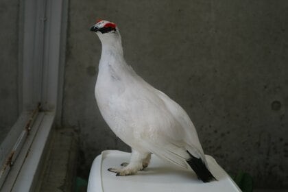 もっふもふからのプシュ～」膨らんだりしぼんだりするライチョウが