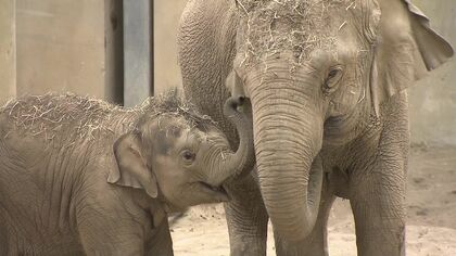 1歳で体重605キロに！アジアゾウの「タオ」の誕生日 1年で体重は7倍に