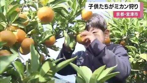 子供たちがミカン狩り　糖度が上がっておいしく　京都・宮津市の果樹園