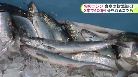 「幻の魚」ニシンが北海道に復活_今春も道南で続々水揚げ！物価高のなか食卓の救世主になるか―小骨が多くて食べづらい？プロの技で骨も気にせず美味しく食べられるコツも伝授