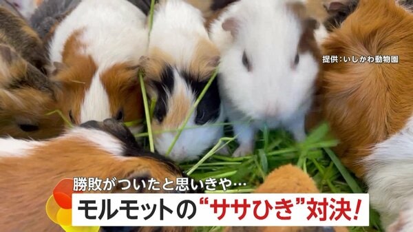 モルモットの“ササ引き”対決がエモい…双子の勝負は決するも“負けるが