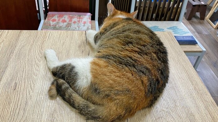 篠田さんが店に戻ると、テーブルでくつろぐ姿が