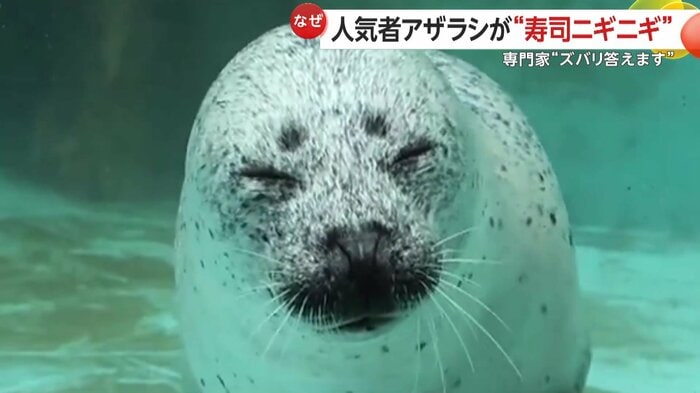 とろんとした表情のこまち(視聴者撮影)