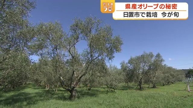 「日置オリーブファーム」の農園