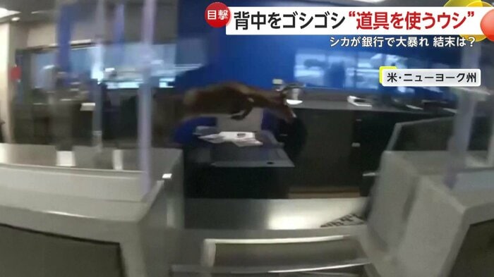 テーブルも軽々と飛び越えるシカ（Suffolk County Police Department）