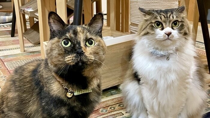 縁あってお店へとやってきた2匹