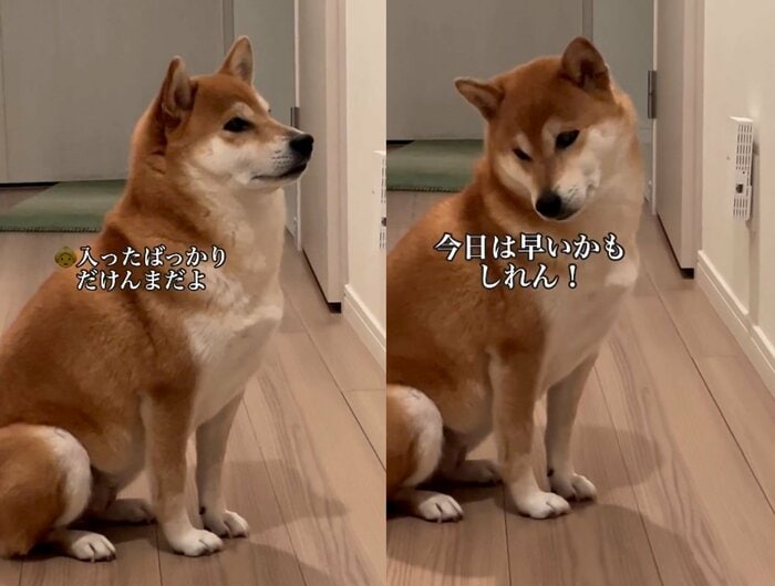 入ったばかりだけれど「今日は早いかもしれん!」(提供:柴犬けいちゃん)