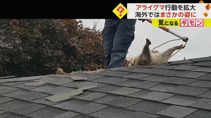 救助のためアライグマにひもを巻く(Liddle Rascals Wildlife Control Inc)