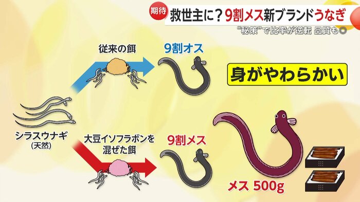 メスはオスの2倍近くまで成長させても身がやわらかいという