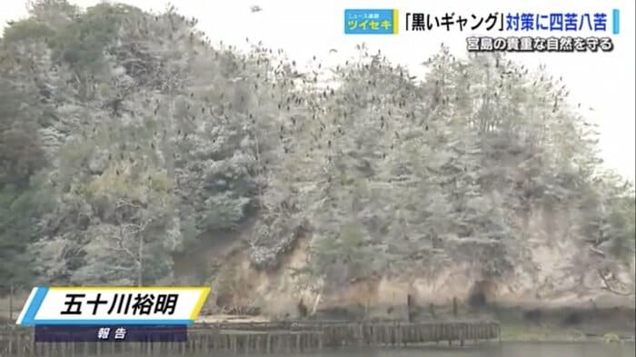 うっすらと白くなった宮島の原生林