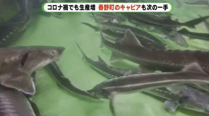ゴミ焼却の余熱で短時間での成長に期待
