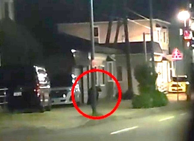 歩道を徘徊し玄関横をウロウロするヒグマ(撮影:視聴者)