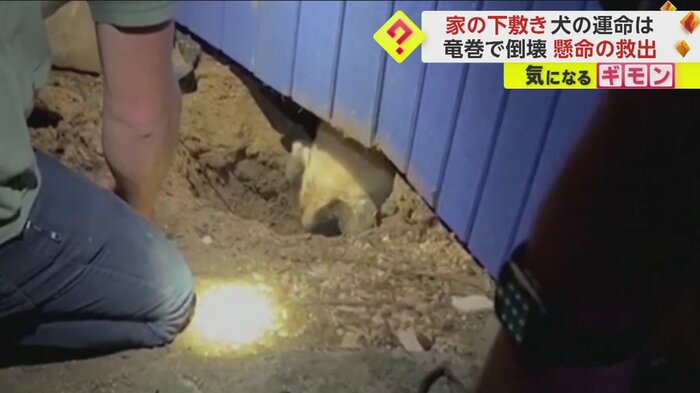 差し出されたサラミスティックを食べ安心した様子の犬