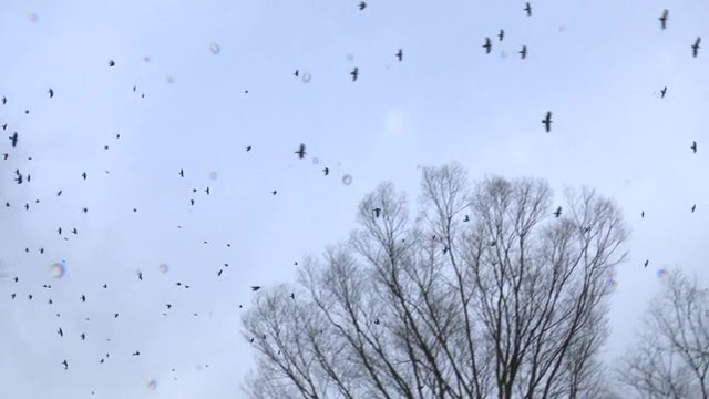 夕方 福島市中心部に現れた”黒い大群”