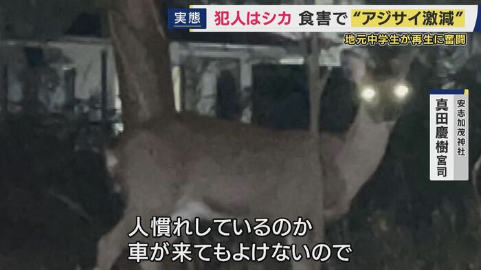 アジサイはシカの“好物”　ネット設置も効果は薄く…