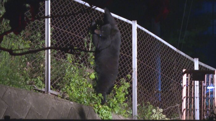 5月、クマがフェンスを乗り越えて逃走（北上市の東北自動車道北上江釣子インターチェンジ近く）